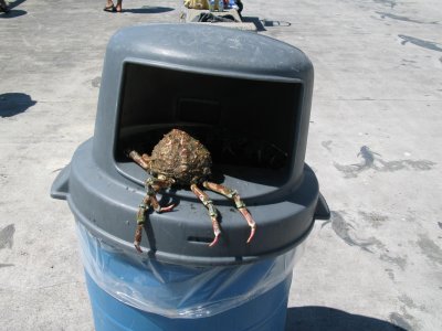 Crab, Manhattan Beach
