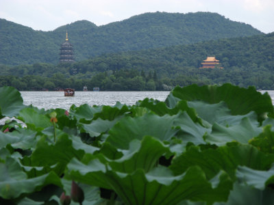 lotus (loti?), Hangzhou