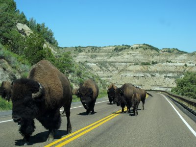 Where the buffalo roam, apparently