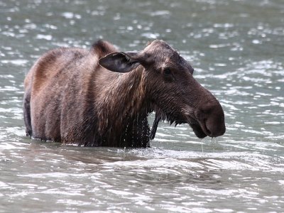 moose