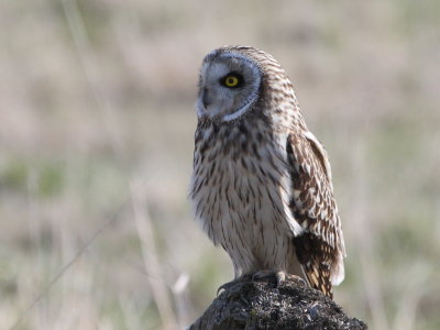 IMG_7012p.JPG