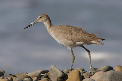 Tringa semipalmatus inornatus - Western Willet