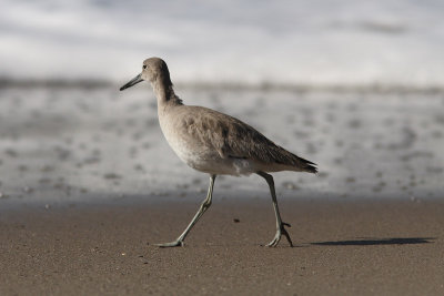 Tringa semipalmatus inornatus - Western Willet