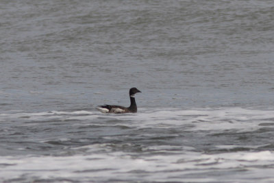 Branta nigricans - Black Brant