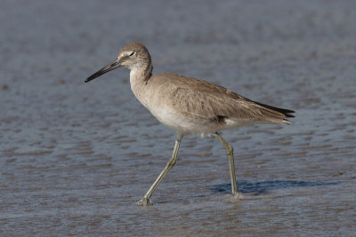 Tringa semipalmatus inornatus - Western Willet