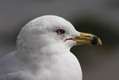 Larus delawarensis - Ring-billed Gull