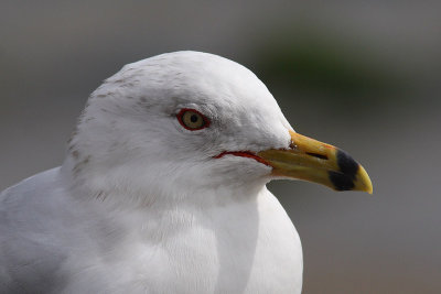 Larus delawarensis - Ring-billed Gull