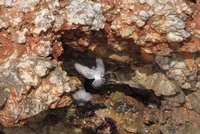 Columba livia - Rock Dove