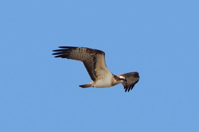 Pandion haliaetus - Osprey