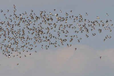 Pluvialis apricaria - Eurasian Golden Plover