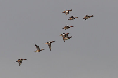 Anas penelope - Eurasian Wigeon