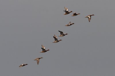 Anas penelope - Eurasian Wigeon