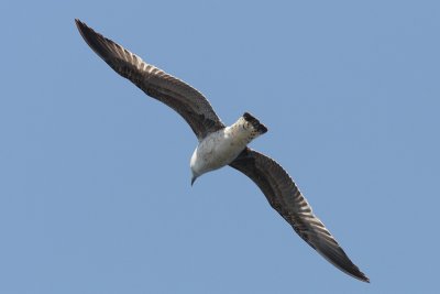 Larus michahellis - Yellow-legged Gull
