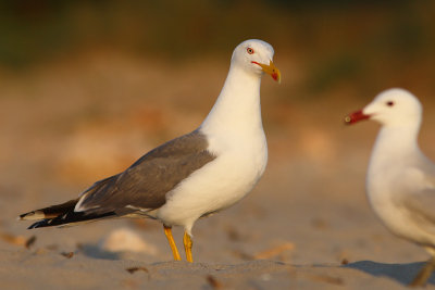 Larus michahellis - Yellow-legged Gull
