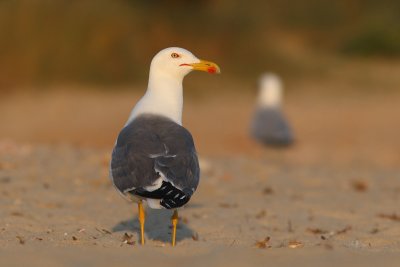 Larus michahellis - Yellow-legged Gull
