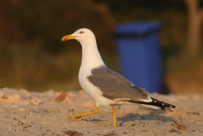 Larus michahellis - Yellow-legged Gull
