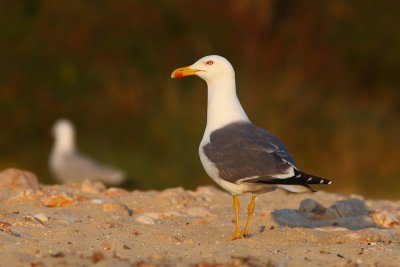 Larus michahellis - Yellow-legged Gull
