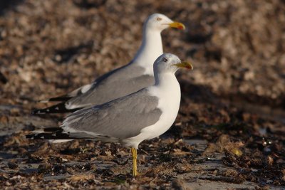 Larus michahellis - Yellow-legged Gull