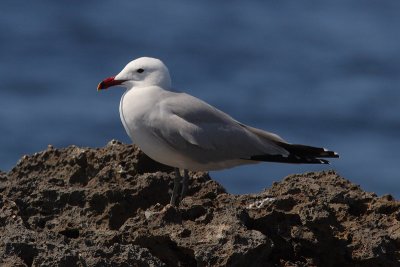Ichthyaetus audouinii - Audouin's Gull