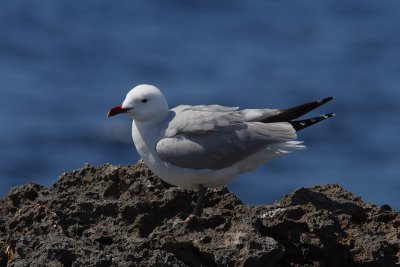 Ichthyaetus audouinii - Audouin's Gull