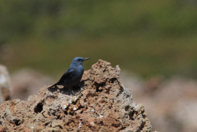 Monticola solitarius - Blue Rock-Thrush