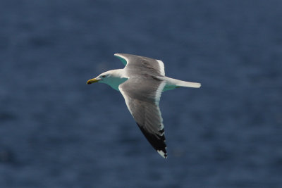 Larus michahellis - Yellow-legged Gull
