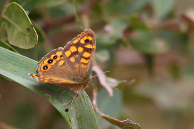 Pararge aegeria aegeria - Speckled Wood