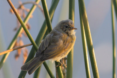 Phylloscopus collybita - Chiffchaff
