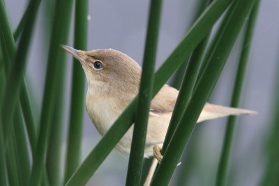 Acrocephalus scirpaceus - Reed Warbler
