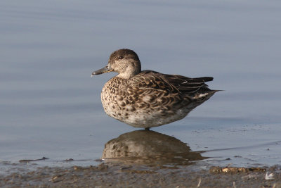 Anas crecca - Common Teal