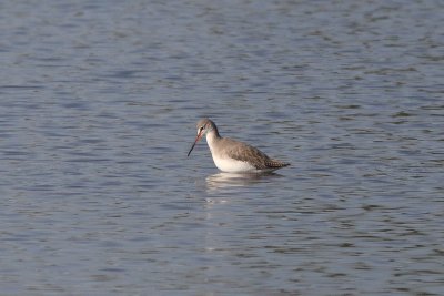 Tringa erythropus - Spotted Redshank