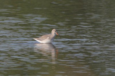 Tringa erythropus - Spotted Redshank