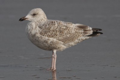 Larus argentatus - Herring Gull