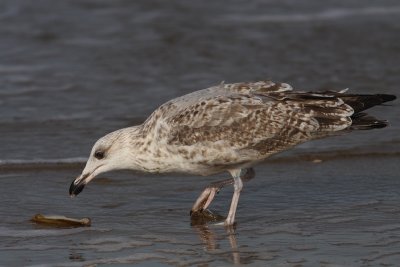 Larus argentatus - Herring Gull