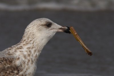 Larus argentatus - Herring Gull