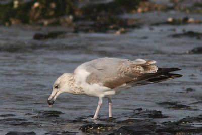 Larus argentatus - Herring Gull, 3 CY