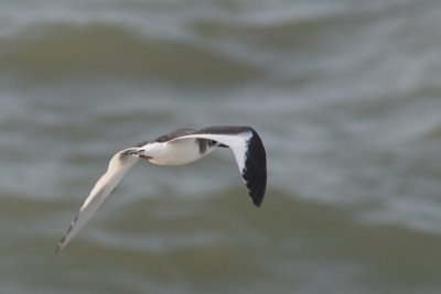 Xema sabini - Sabine's Gull