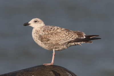 Larus marinus - Great Black-backed Gull, 1 CY