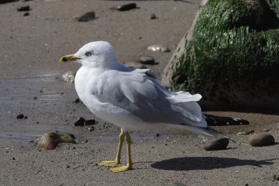 Larus delawarensis - Ring-billed Gull