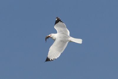 Larus delawarensis - Ring-billed Gull