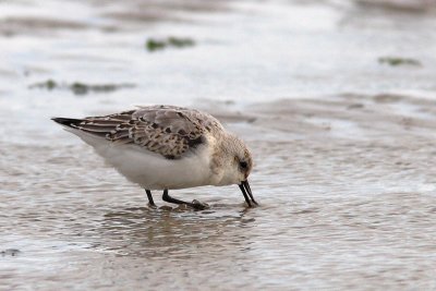 Calidris alba - Sanderling