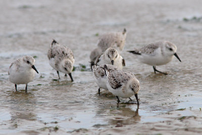Calidris alba - Sanderling