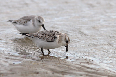 Calidris alba - Sanderling