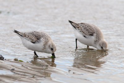 Calidris alba - Sanderling