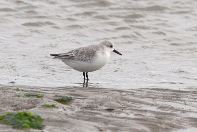 Calidris alba - Sanderling