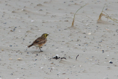 Eremophila alpestris -  Horned Lark