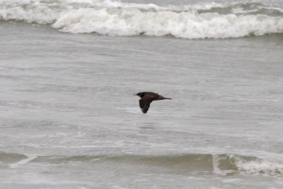 Stercorarius parasiticus - Arctic Skua