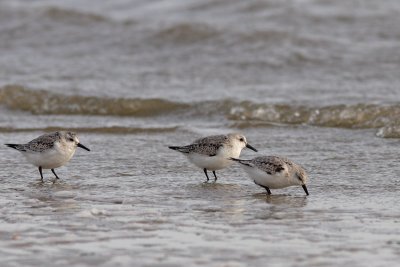 Calidris alba - Sanderling