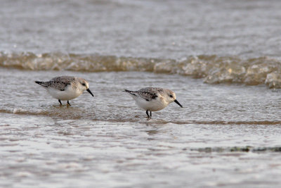 Calidris alba - Sanderling