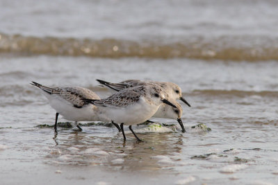 Calidris alba - Sanderling